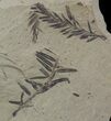 Metasequoia (Dawn Redwood) Fossil - Montana #41471-1